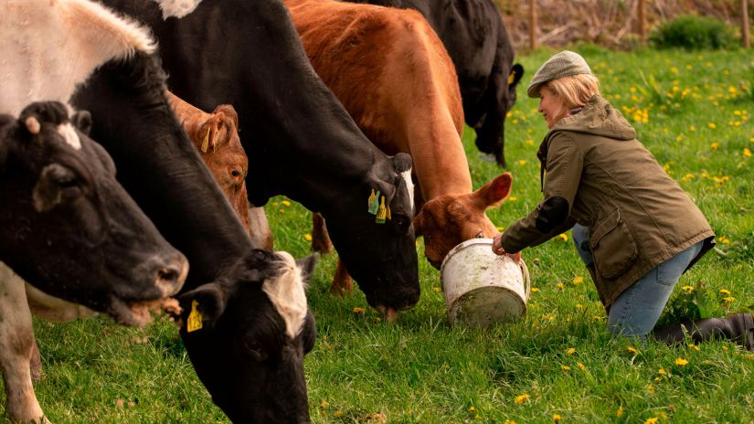 Хуф Эксперт средство для дезинфекции копыт КРС Хуф Эксперт средство для дезинфекции копыт КРС